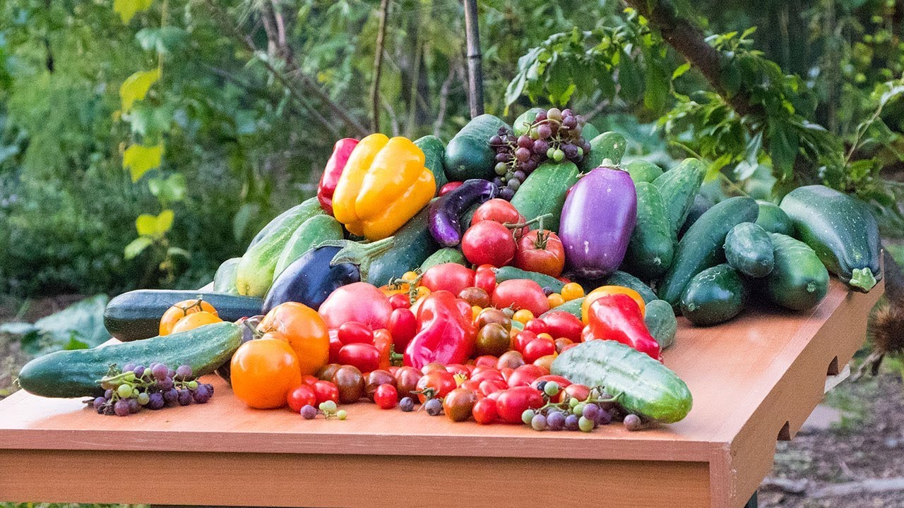 grow your own food