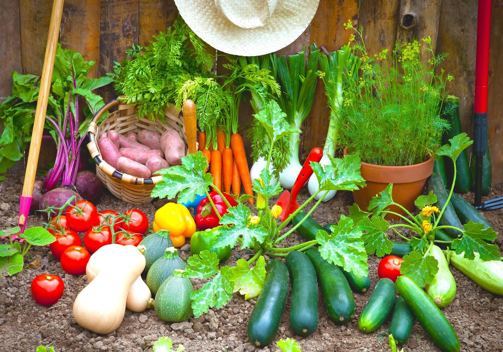 grow your own food