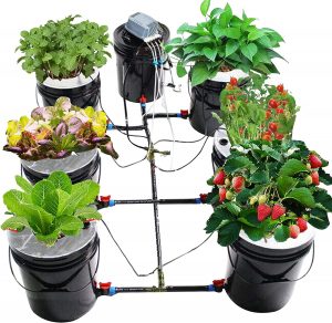 dwc indoor 5 gallon bucket food growing system