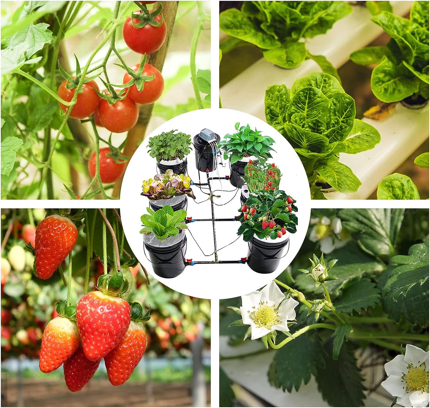 Hydroponics Indoor Deep Water Culture Growing System - Image 3