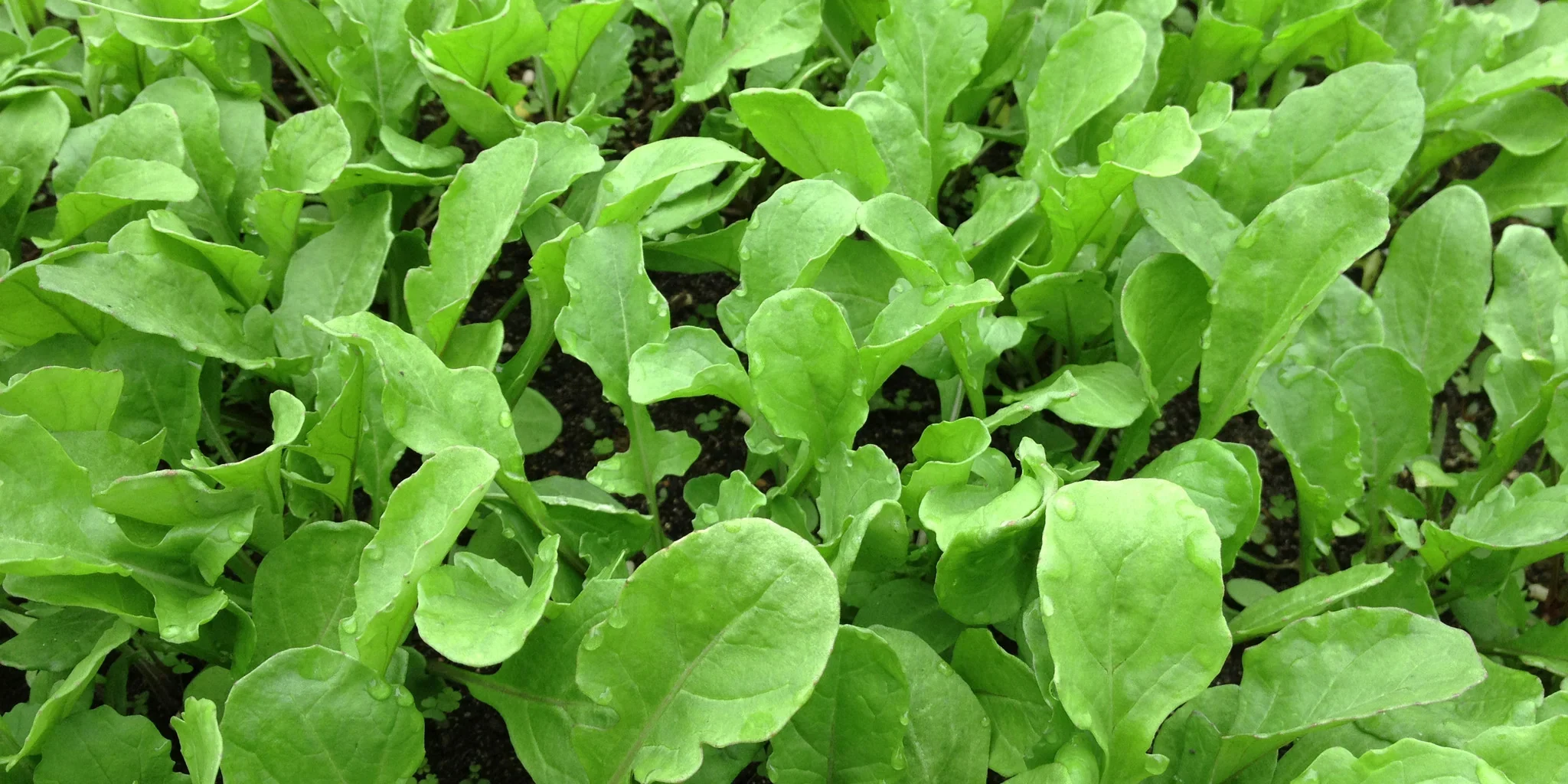 health benefits of arugula