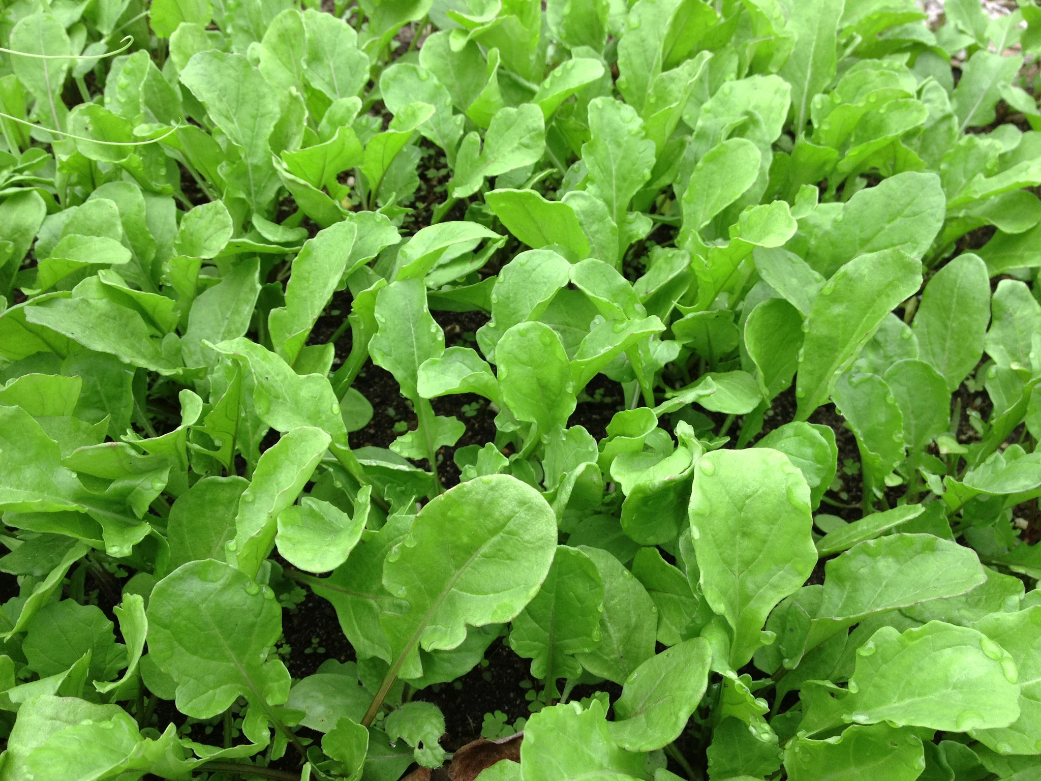 health benefits of arugula