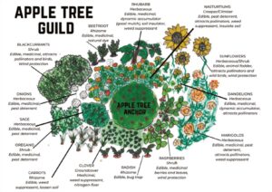 fruit tree guild