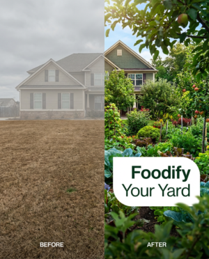 DIY Starter Food Forest Design Blueprint
